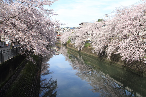 row of cherry blossom trees along Ooka river, Yokohama, Japan