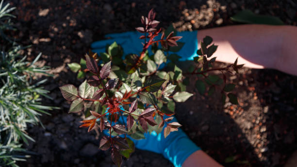 садоводство - blumenerde стоковые фото и изображения