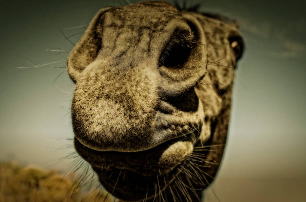 istock Funny Sepia Camel Or Horse Head 668446314