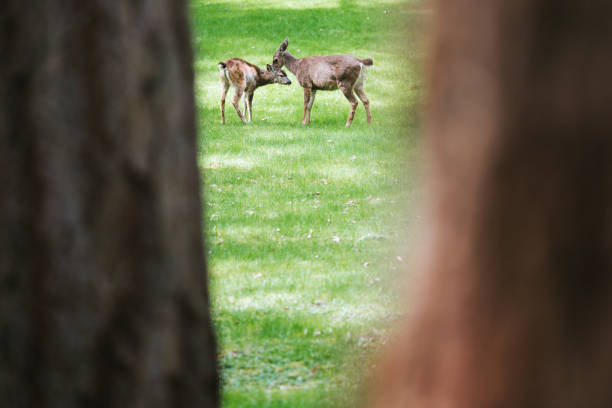 istock Mother Deer Cleaning Fawn 668447066