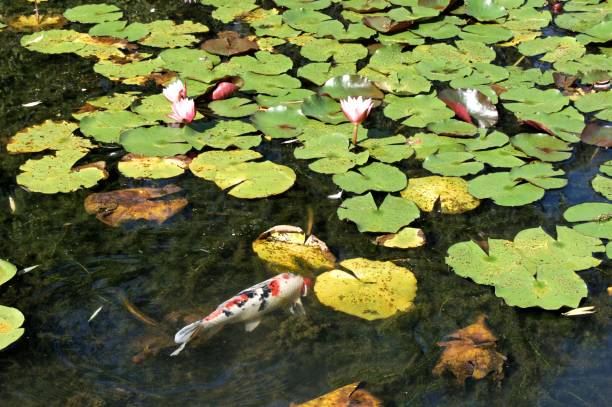 istock Koi Fish in Water Lily Pond 668453552