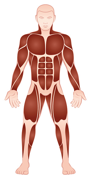 Muscle groups of a muscular male bodybuilder with athletically trained pecs, abs, deltoids, biceps, six pack, quads - front view - isolated vector illustration on white background.