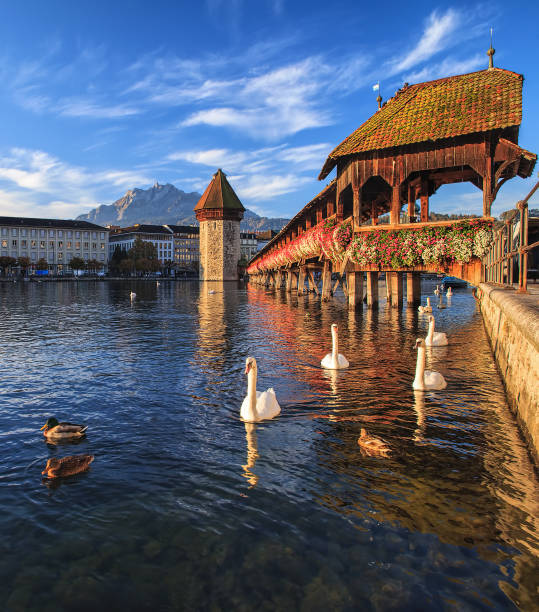 istock Swans at the Chapel Bridge in Lucerne, Switzerland 668455826