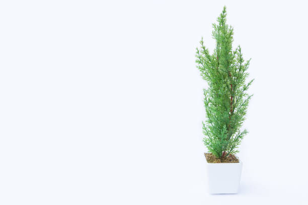 istock Isolated of fake flower 668456618