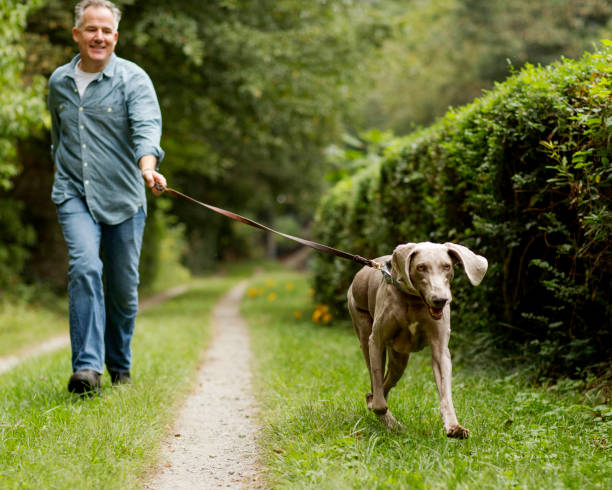 reifer mann mit haustier-hund im park. - walking point of view stock-fotos und bilder