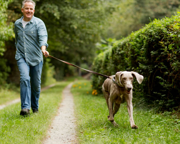 mature man with pet dog at park. - walking point of view imagens e fotografias de stock