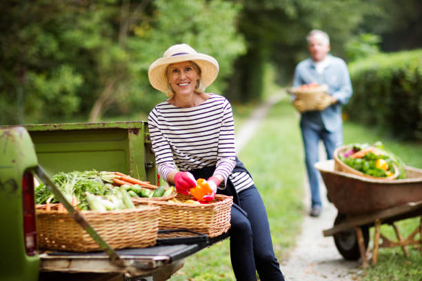 istock Mature Couple Harvesting Vegetables In Garden. 668459502