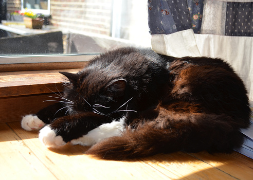 Domesticated cat sleeping in the window in the sunshine.