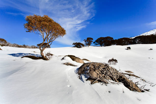 SM Snow Gum tree boulder roots Hillslops of Snowy Mountains national park skiing resorts in Australia, NSW. Snowgum eucalyptus tree with roots on a rocky boulder between snow covered field on a sunny winter day. boulder rock photos stock pictures, royalty-free photos & images
