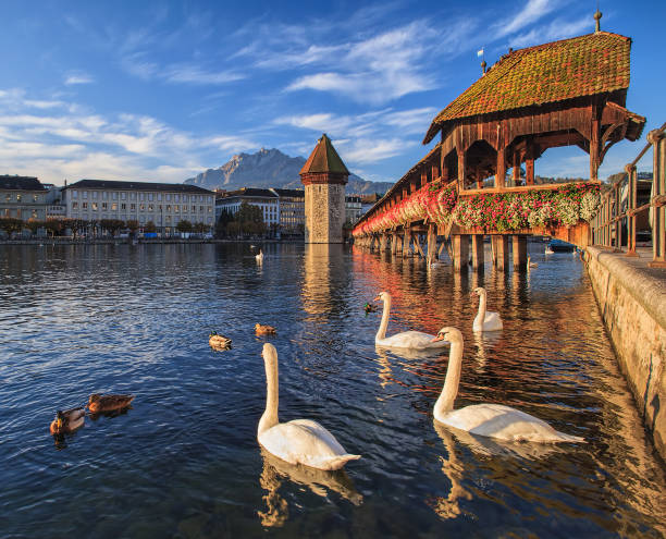 istock Swans at the Chapel Bridge in Lucerne, Switzerland 668462244