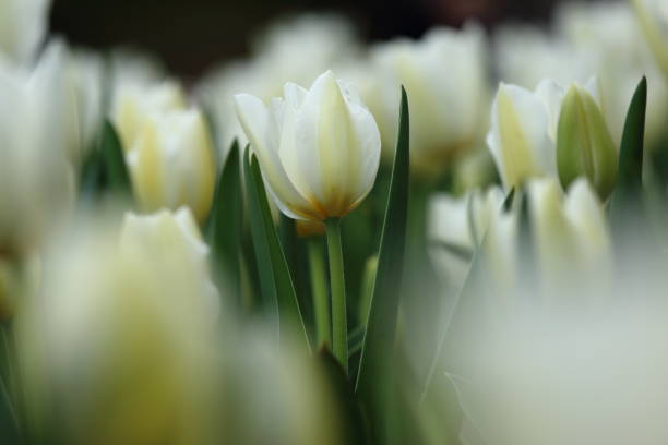 istock Tulip in bloom in Yokohama 668462518