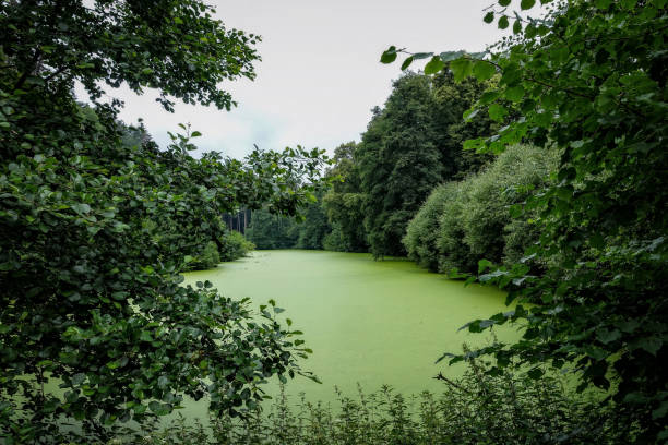 istock Overgrown with green algae pond in the park. 668466784