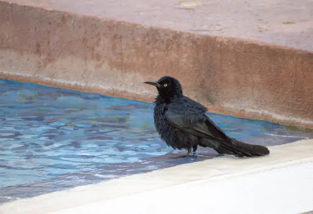 This little blackbird just decided to take a dip in the pool.