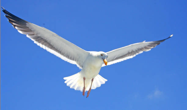 istock California Gull in the Sky 668477890