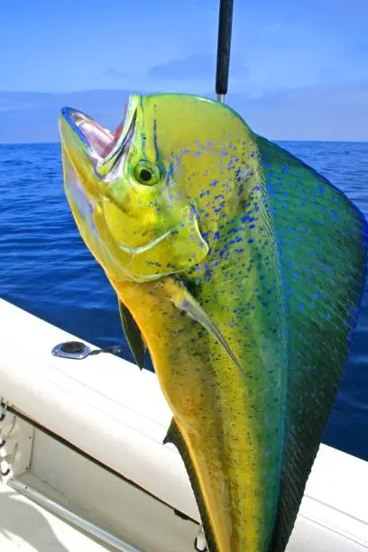 Photo of Dorado Fish on Deck