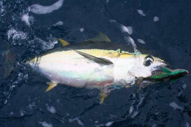 istock Yellowfin Tuna Caught on Swim Bait Lure 668480552