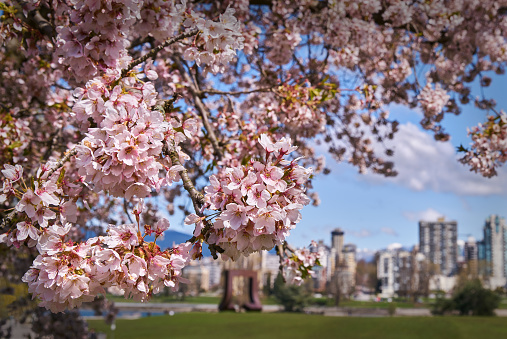 Cherry blossoms in Vancouver with the skyline in the background.