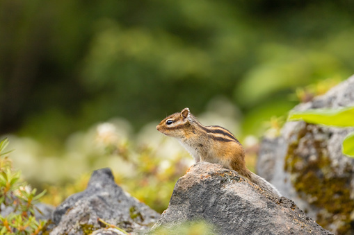 Eastern chipmunk stretching out on rock, a funny and endearing pose. Twenty-four of the world's 25 chipmunk species live in North America, but only this species is found in the east. The chipmunk is one of the most curious animals, fascinated by human doings. They can even seem to enjoy human company. Taken wide open in the dark woods of Connecticut's northwest hills, with the narrow focus on the big eyes.