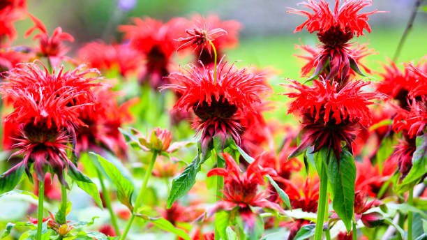 istock Seasonal flowers in Summer 668487042