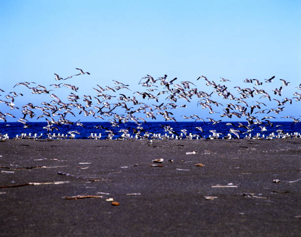 istock A flock of seagulls 668493652