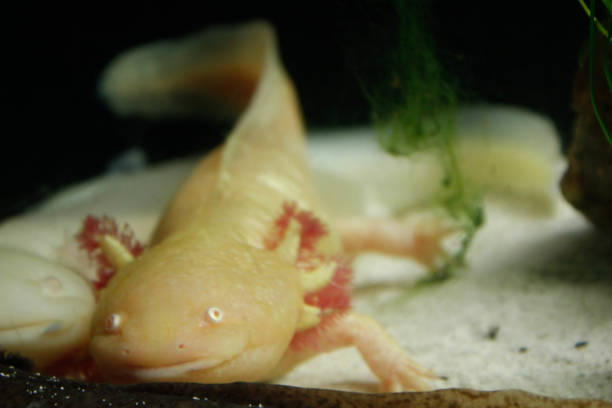istock Axolotl of the Aquarium 668494266