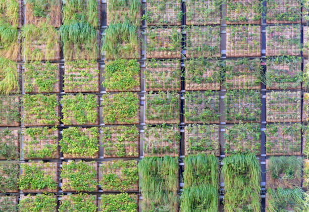 istock Vertical garden on the building 668496858