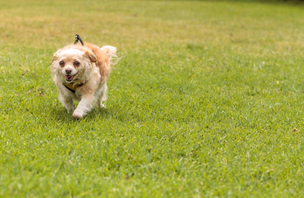 istock Chihuahua dog mix 668497298
