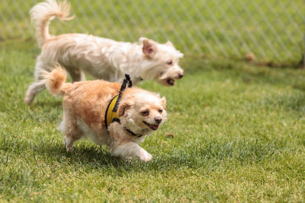 istock Chihuahua dog mix 668497320