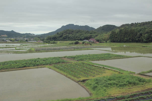 istock the farm view from train at Yamaguchi 668497454