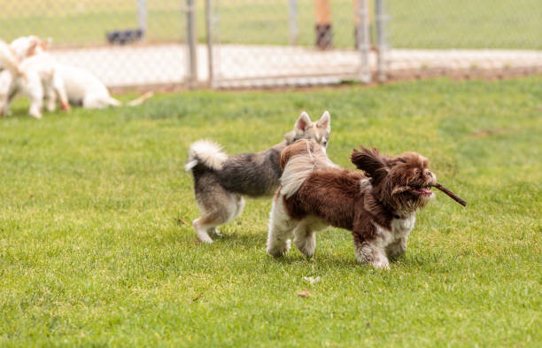 istock Lhasa Apso and a Siberian husky dog 668499966