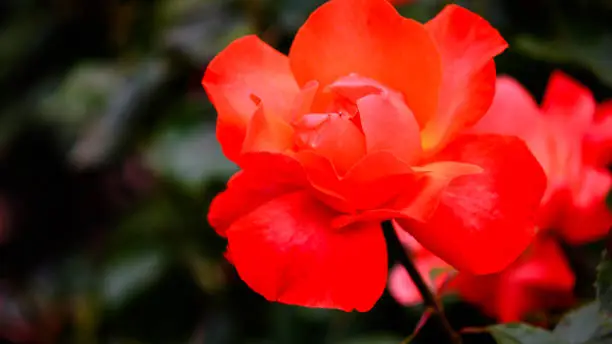 Rose-flower