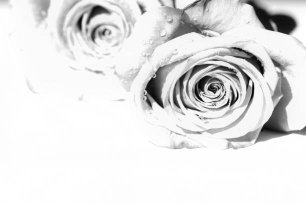 rosas preto e branco. copie o espaço. - wedding black and white weddings rose - fotografias e filmes do acervo