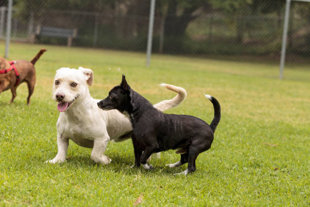 istock Group of terrier dog mixes play 668503466