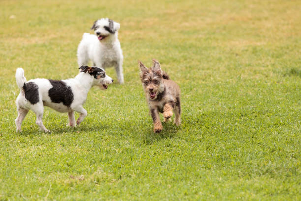 istock Group of terrier dog mixes play 668503514