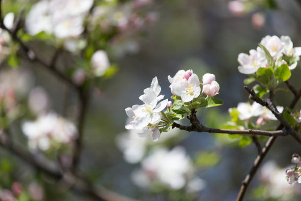 istock flowers on the fruit tree in nature 668505988