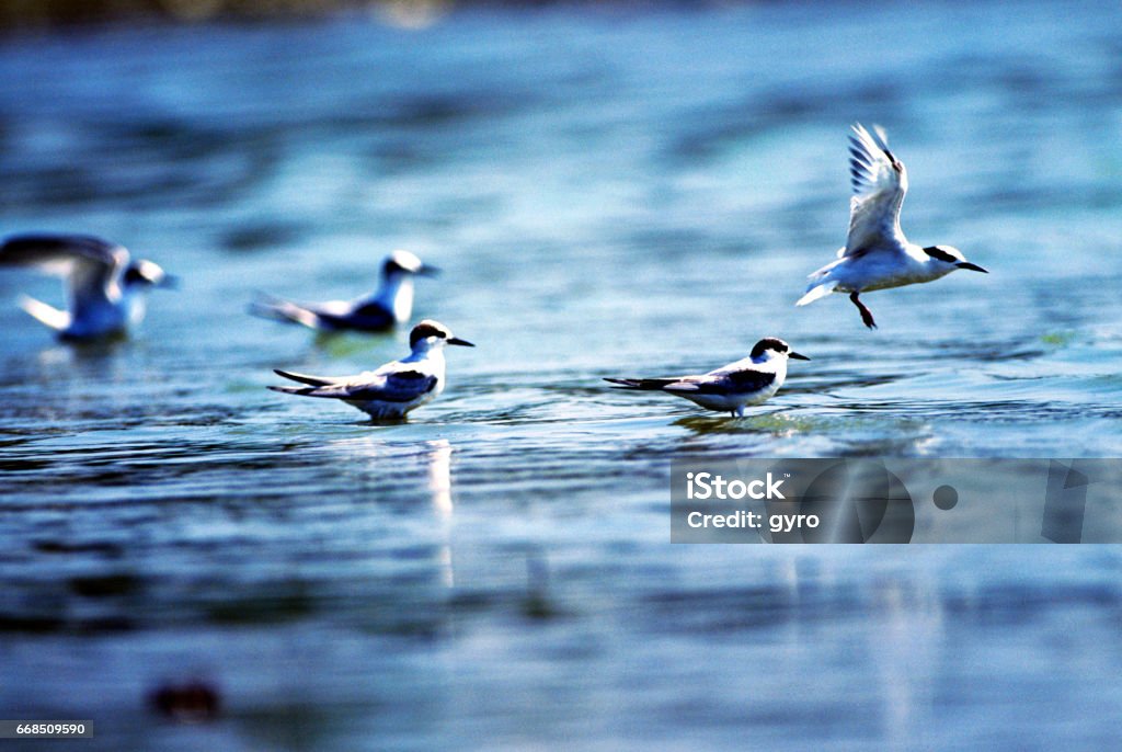 Little tern Animal Stock Photo