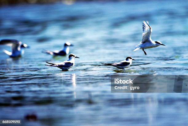 Little Tern Stock Photo - Download Image Now - Animal, Animal Wing, Asia