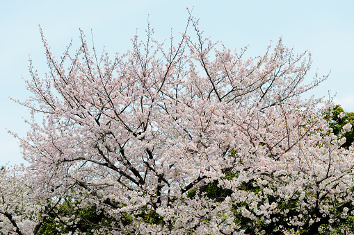 Cherry blossom in Tokyo, Japan. Hanami (cherry blossom) is a cultural symbol of Japan, one of the events to attract tourists.