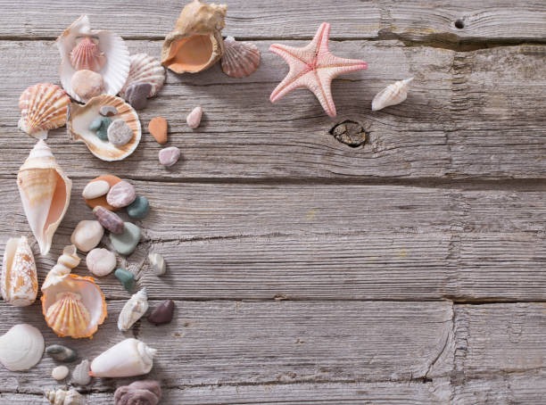 istock seashell and starfish on old wooden background 668509968