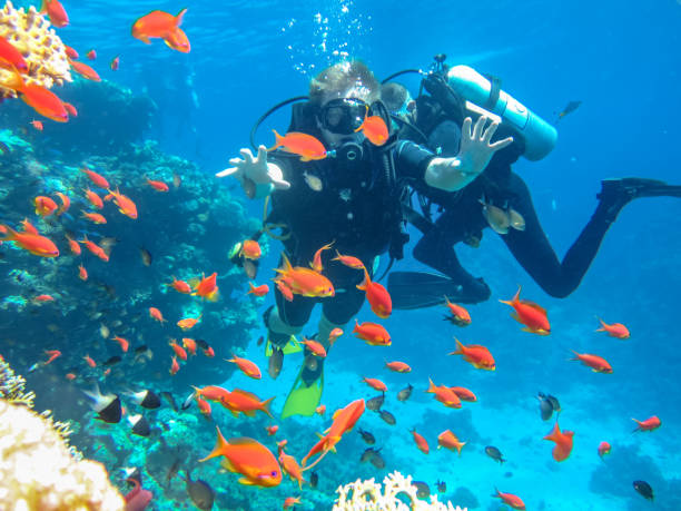 istock Diving training. Divers and bright flora of coral reefs 668520592