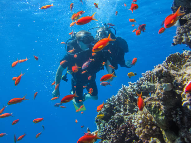 istock Diving training. Underwater journey along coral reef 668520612