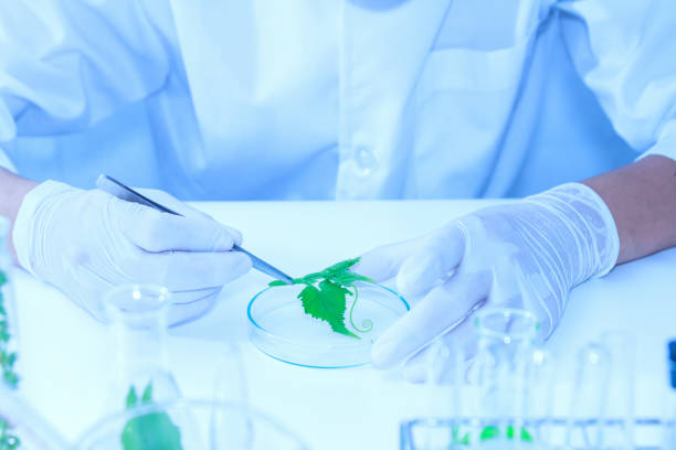 istock science, biology, ecology, research concept. 668527404