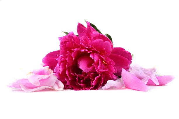 istock Peony flower and petals 668533196