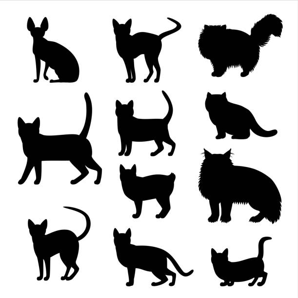 cats silhouette set various cats silhouette set. purebred cat stock illustrations