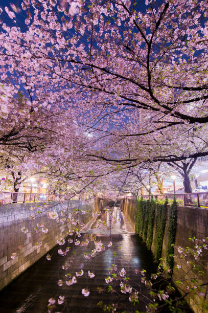 fleur de cerisier, sakura à la rivière de meguro à tokyo - rivière meguro photos et images de collection