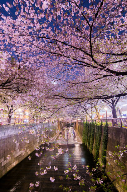istock Cherry Blossom, Sakura at Meguro River in Tokyo 668534232
