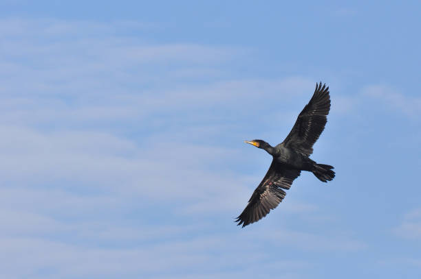 istock Beautiful Seagull flying in the sky 668536960