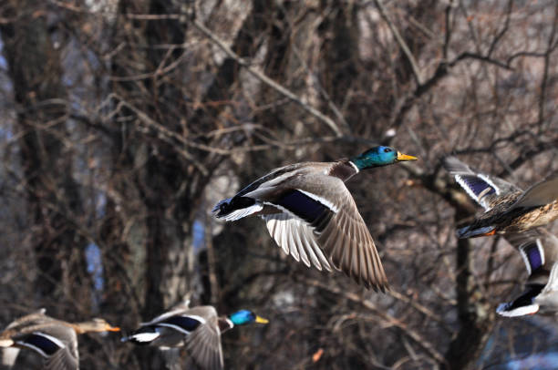 istock Group of mallard duck flying on the quay 668537438
