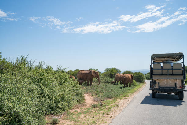 safari africano - addo elephant national park foto e immagini stock