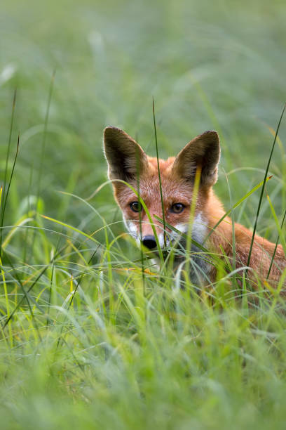 istock Fox hidden in the grass, a portrait 668544712